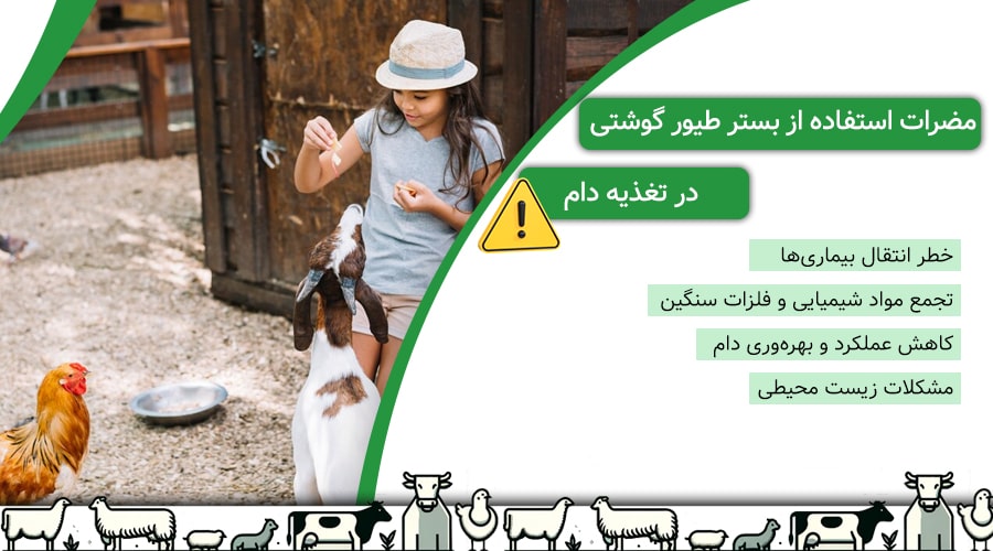 مضرات استفاده از بستر طیور گوشتی در تغذیه دام