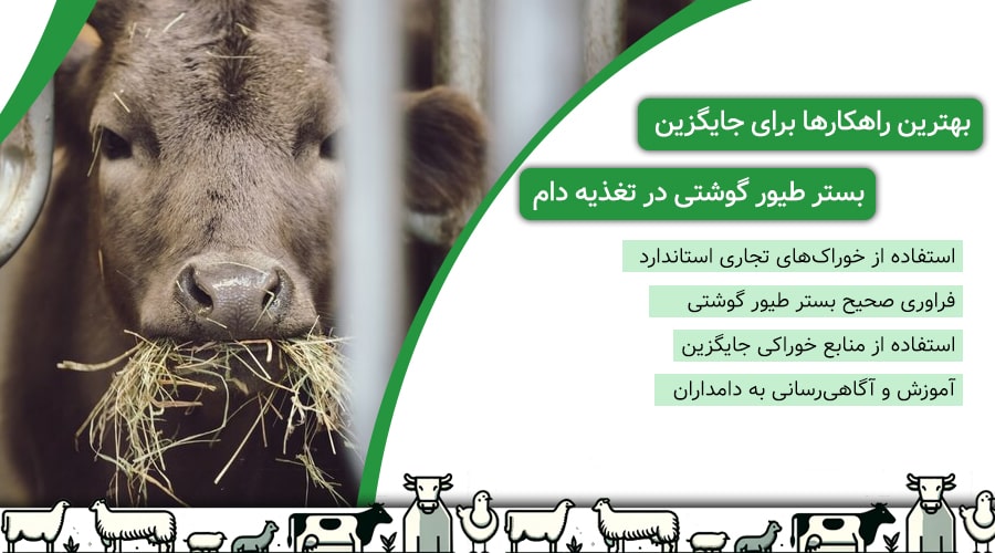 راهکارهای جایگزین بستر طیور گوشتی در تغذیه دام