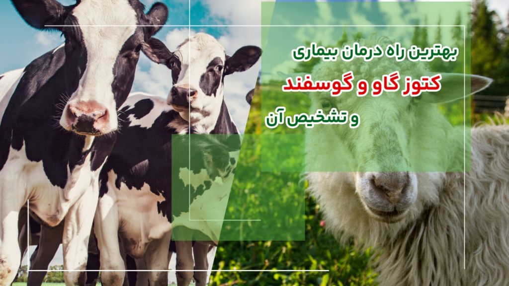 علائم بیماری کتوز گاو و گوسفندان و راه های درمان آن - 2