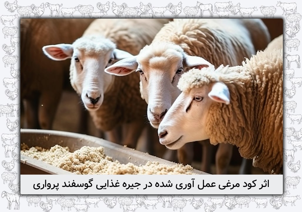 اثر کود مرغی در جیره غذایی گوسفند پرواری