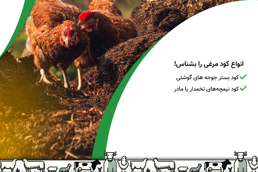 خطرات استفاده از کود مرغ فرآوری نشده برای دام- فواید کود مرغ پروماک - 1