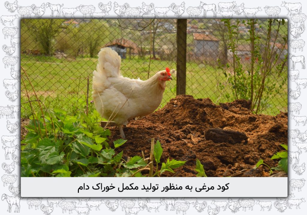 دستیابی به فناوری مناسب عمل آوری كود مرغی به منظور تولید مکمل خوراک دام - 3