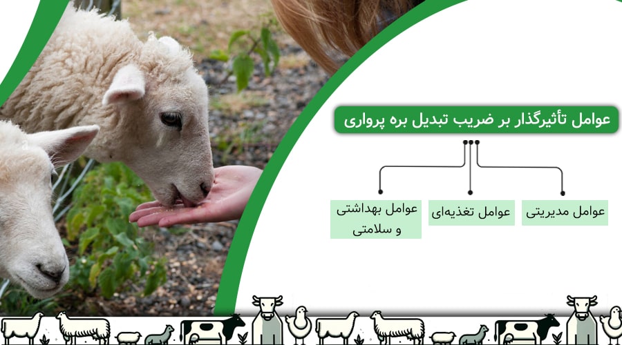 عوامل تاثیر گذار بر ضریب بره پرواری