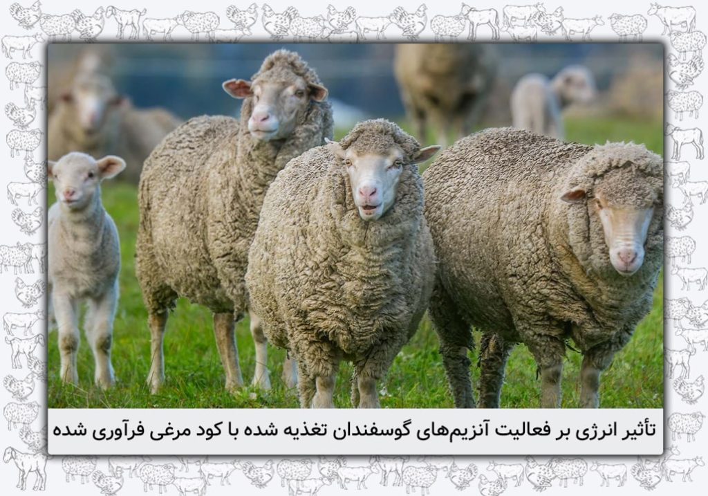 تأثیر انرژی بر فعالیت آنزیم‌های گوسفندان تغذیه شده با کود مرغی فرآوری شده - 2