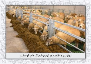 بهترین و اقتصادی ترین خوراک دام گوسفند
