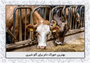 بهترین خوراک دام گاو شیری