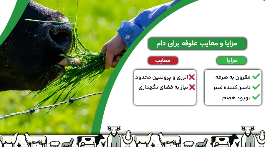 مزایا و معایب علوفه برای دام