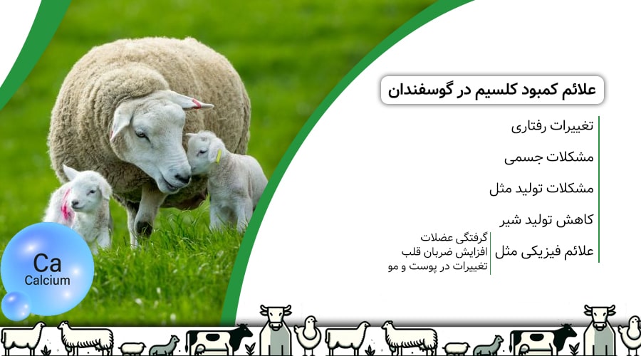 علائم کمبود کلسیم در گوسفندان