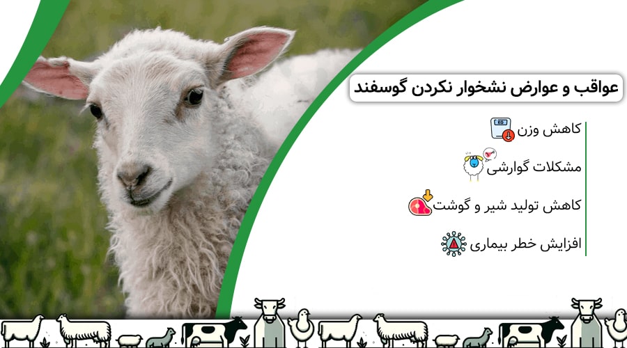 عواقب و عوارض نشخوار نکردن گوسفندان