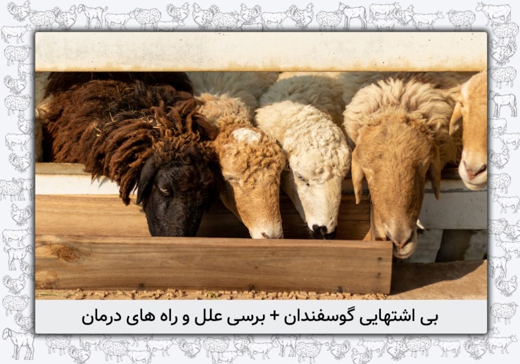 بی اشتهایی در گوسفندان