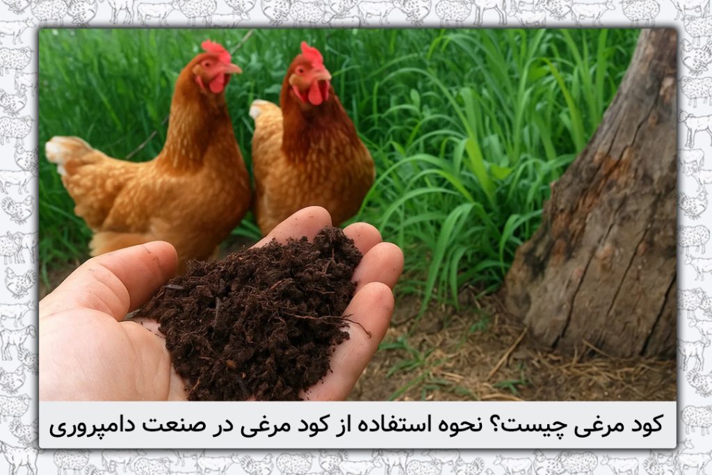 کود مرغی چیست؟ نحوه استفاده از کود مرغی در صنعت دامپروری - 1