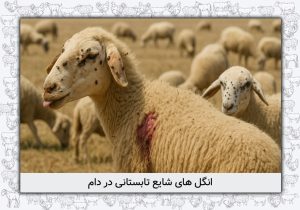 انگلهای شایع تابستانی در دام