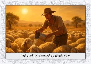 نگهداری از گوسفندان در فصل گرما