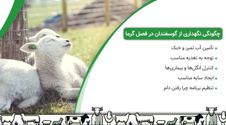 نگهداری از گوسفندان در فصل گرما با چند نکته حیاتی