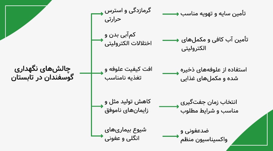 چالش‌های نگهداری گوسفند در تابستان و راکارهای مقابله با آنها