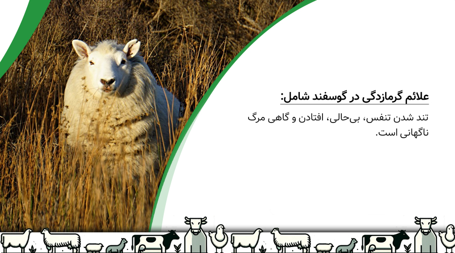 بهترین روش‌های خنک نگه داشتن گوسفند در فصل گرما