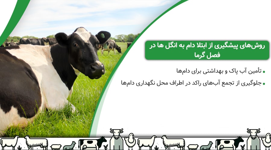 روش‌های پیشگیری از ابتلا دام به انگل ها در فصل گرما