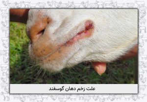 علت زخم دهان گوسفند
