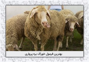 بهترین فرمول خوراک بره پرواری