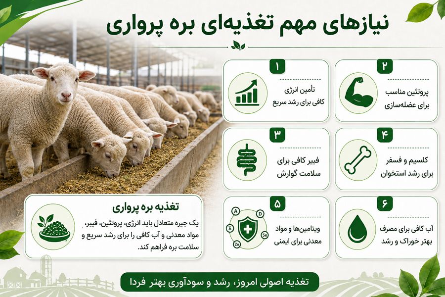 فرمول خوراک بره پرواری 2 تغذیه دام باید به چه صورت باشد