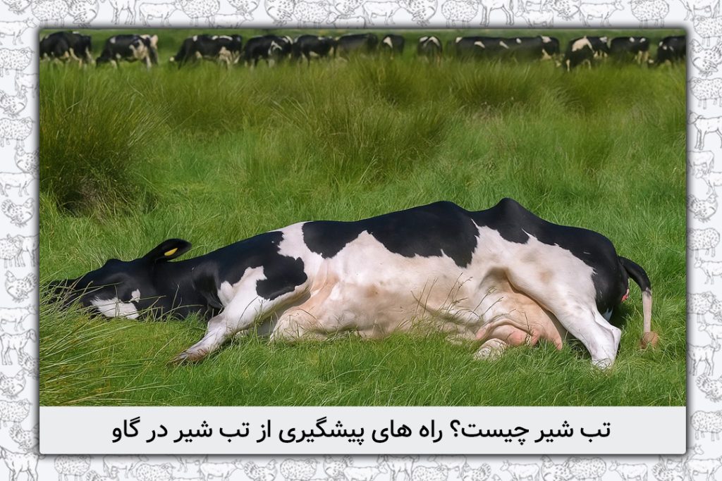 تب شیر چیست؟ راه های پیشگیری از تب شیر در گاو (هیپوکلسمی) - 3