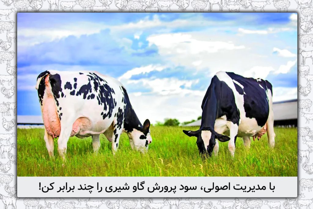 چگونه با مدیریت اصولی، سود پرورش گاو شیری را چند برابر کنیم؟ - 2