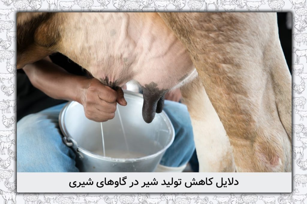 دلایل کاهش تولید شیر در گاوهای شیری، آیا گاوها همیشه شیر دارند؟ - 1
