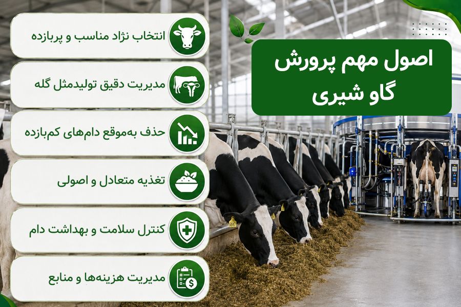 اصول پرورش گاو شیری
