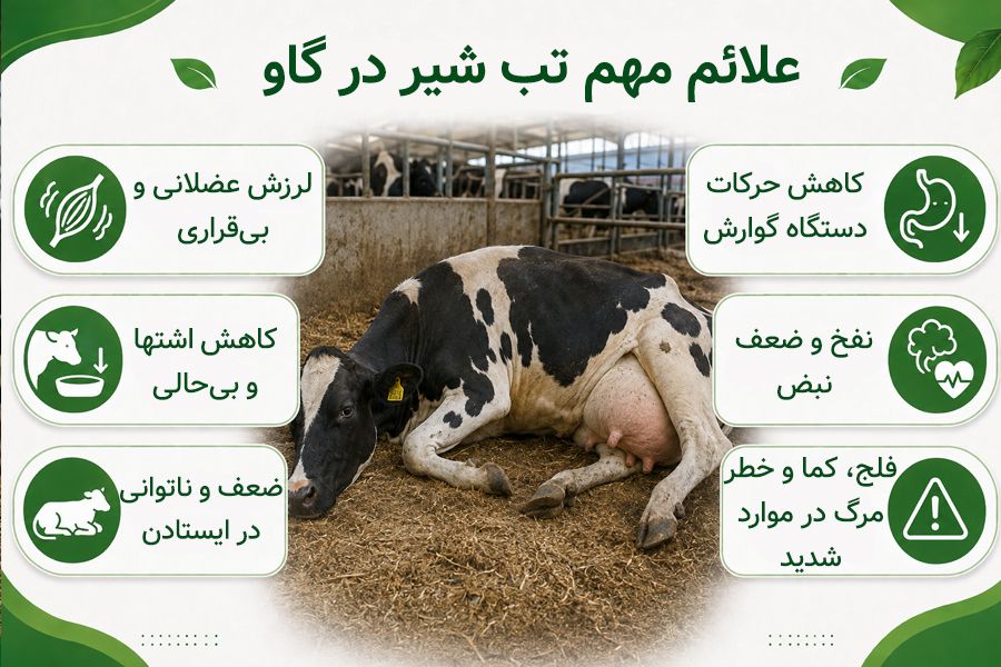 علائم تب شیر