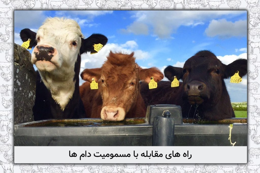 راه های مقابله با مسمومیت دام ها - 9