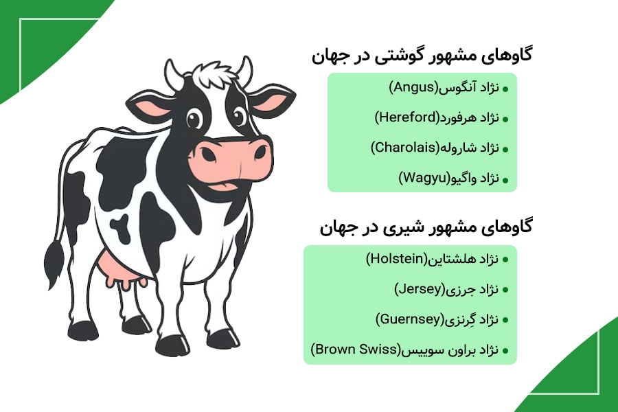 معرفی مشهورترین گاوها در جهان و ایران؛ نگاهی به نژادهای شیری و گوشتی 1 معرفی مشهورترین گاوها در جهان و ایران؛ نگاهی به نژادهای شیری و گوشتی - 1
