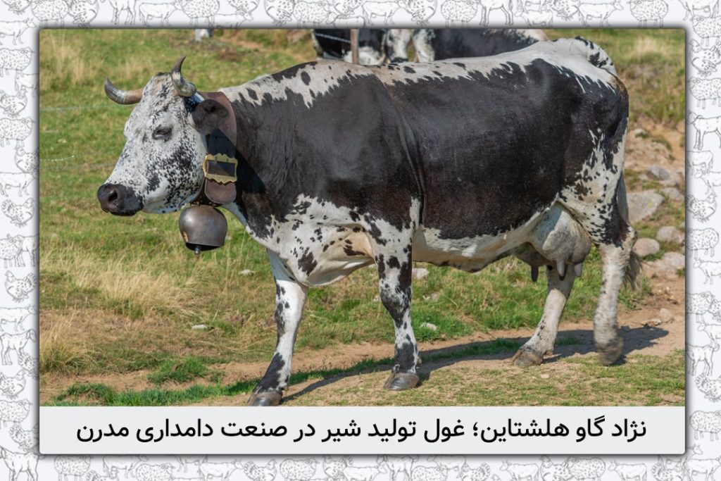 نژاد گاو هلشتاین؛ غول تولید شیر در صنعت دامداری مدرن - 20