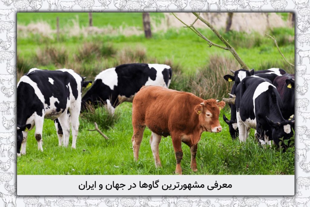معرفی مشهورترین گاوها در جهان و ایران؛ نگاهی به نژادهای شیری و گوشتی - 13