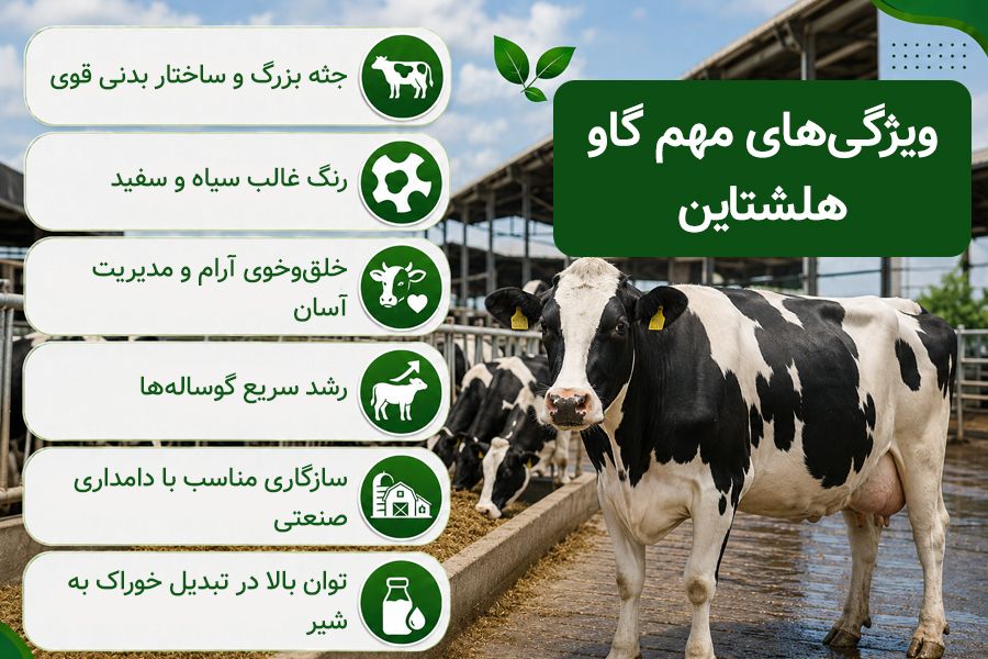 گاو هولشتاین چه ویژگی هایی دارد؟