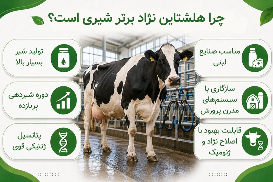دلیل برتری گاو هلشتاین