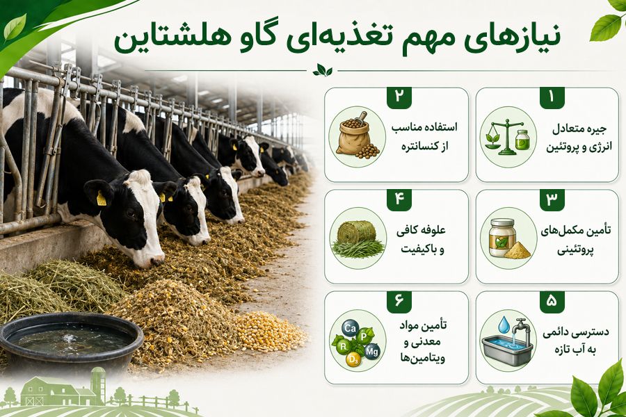 تغذیه گاو هولشتاین