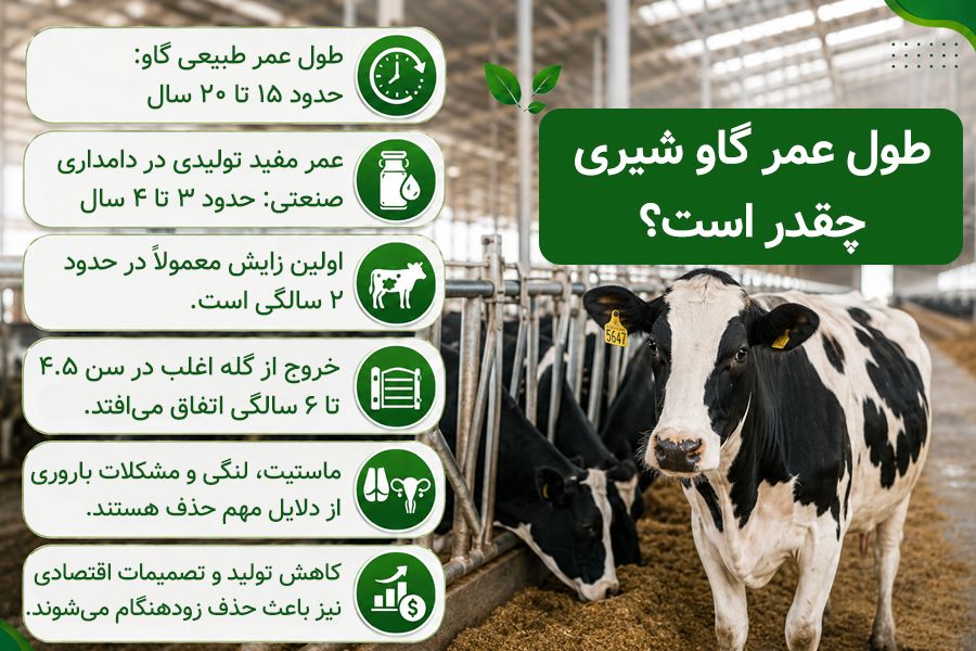 طول عمر گاو شیری