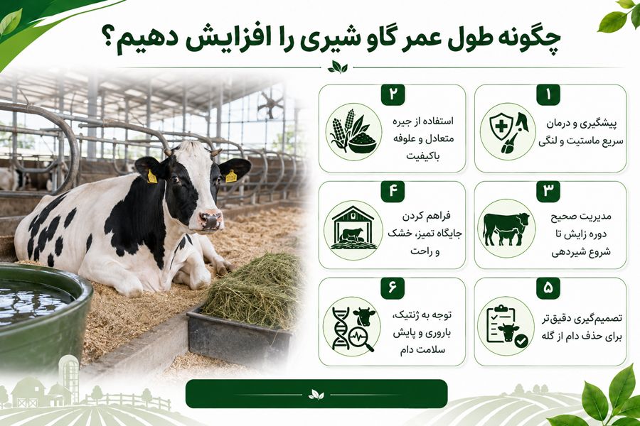 افزایش طول عمر گاو شیری