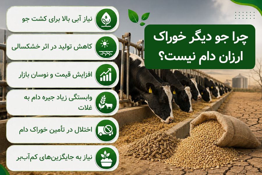 چرا کشت جو ارزان نیست؟