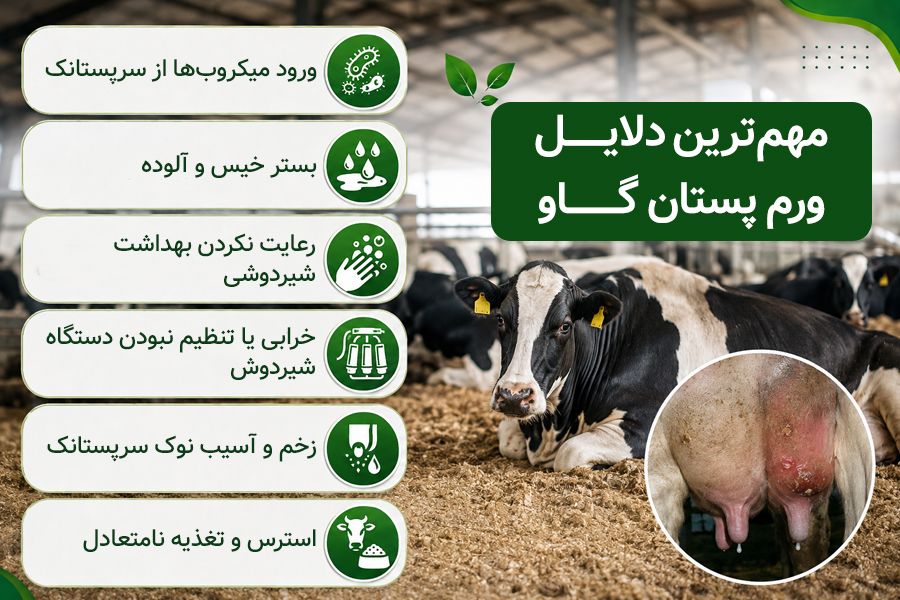 علل ایجاد ورم پستان گاو (ماستیت) + راه های پیشگیری و تشخیص 1 دلایل ورم پستان گاو