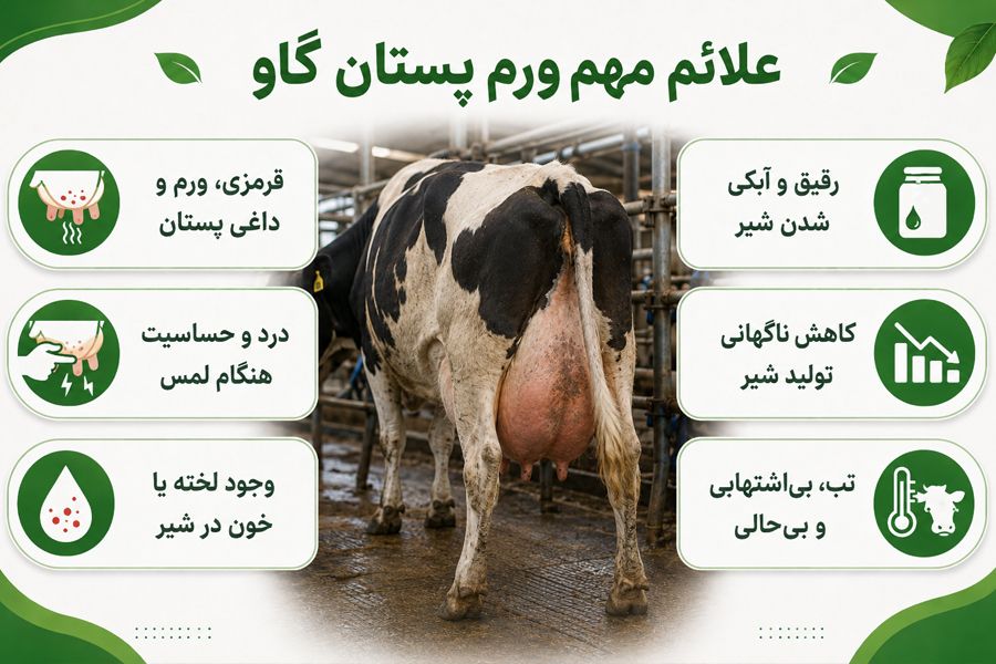 علل ایجاد ورم پستان گاو (ماستیت) + راه های پیشگیری و تشخیص 2 علائم ورم پستان گاو