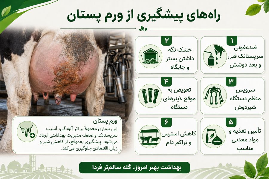 علل ایجاد ورم پستان گاو (ماستیت) + راه های پیشگیری و تشخیص 3 راه های پیشگیری از ورم پستان گاو