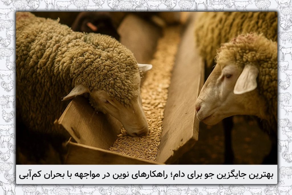 بهترین جایگزین جو برای دام؛ راهکارهای نوین در مواجهه با بحران کم‌آبی - 19