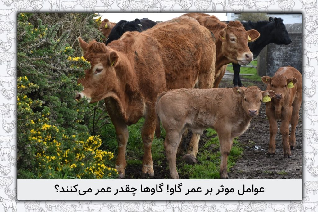 عوامل موثر بر عمر گاو! گاوها چقدر عمر می‌کنند؟ - 17