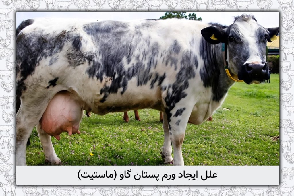 علل ایجاد ورم پستان گاو (ماستیت) + راه های پیشگیری و تشخیص - 16