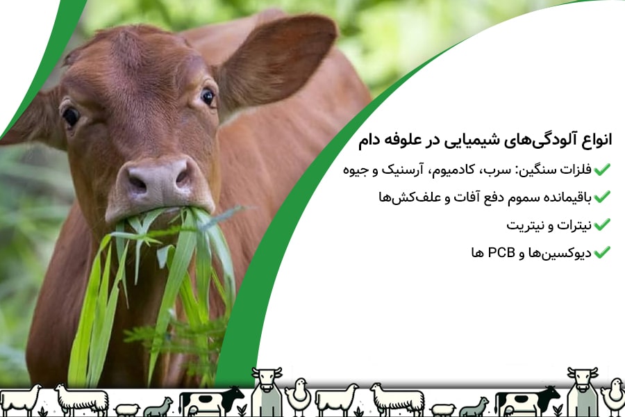 خطرات خوردن علوفه آلوده برای دام 2 خطرات خوردن علوفه آلوده برای دام - 2