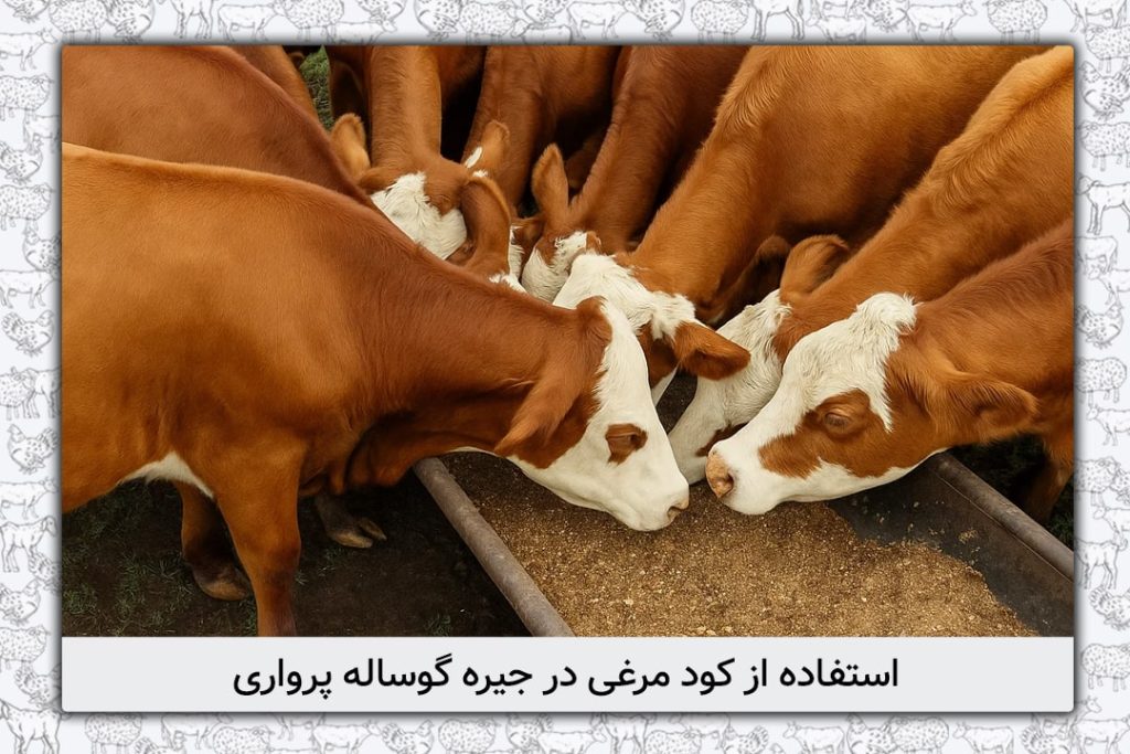 استفاده از کود مرغی در جیره گوساله پرواری - 7