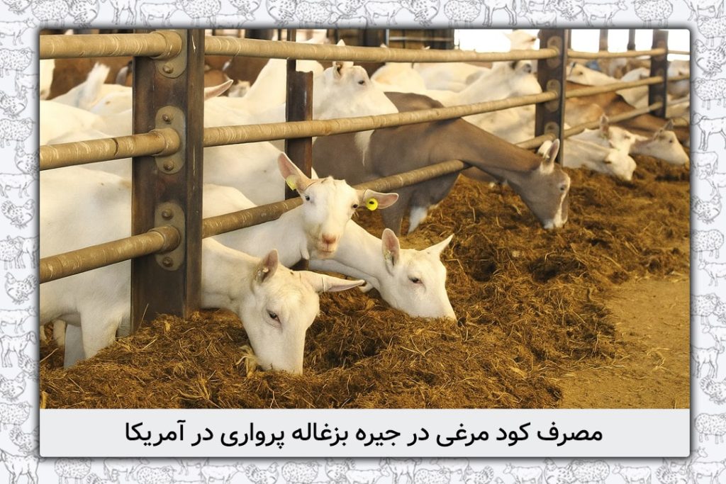 مصرف کود مرغی در جیره بزغاله پرواری در آمریکا - 6