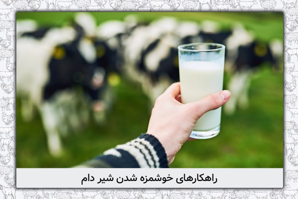 راهکارهای خوشمزه شدن شیر دام - 1