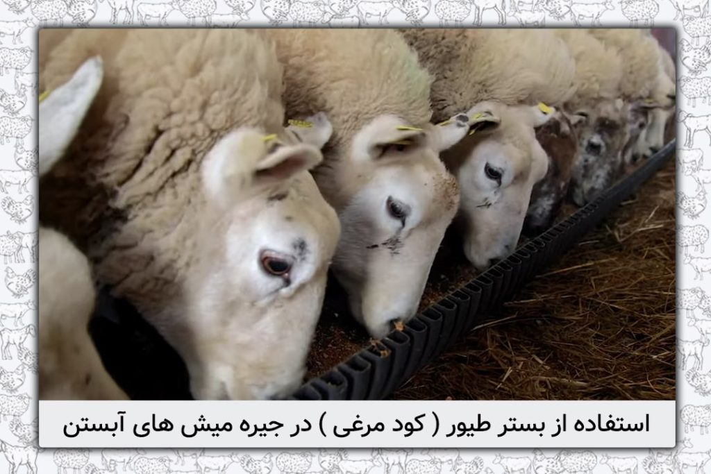 استفاده از بستر طیور ( کود مرغی ) در جیره میش های آبستن - 9